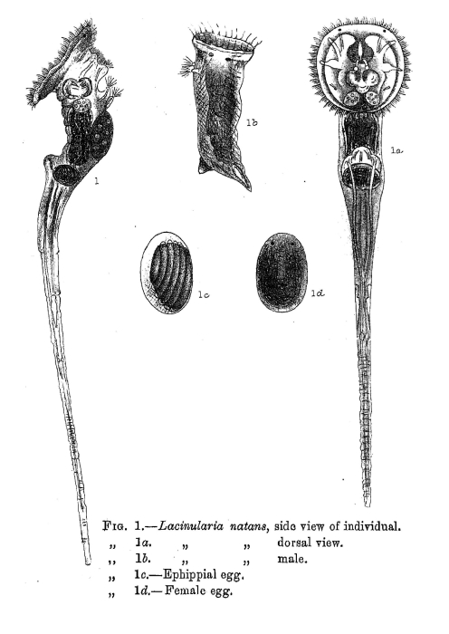 Lacinularia natans - Original description image