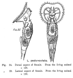 Lacinularia pedunculata