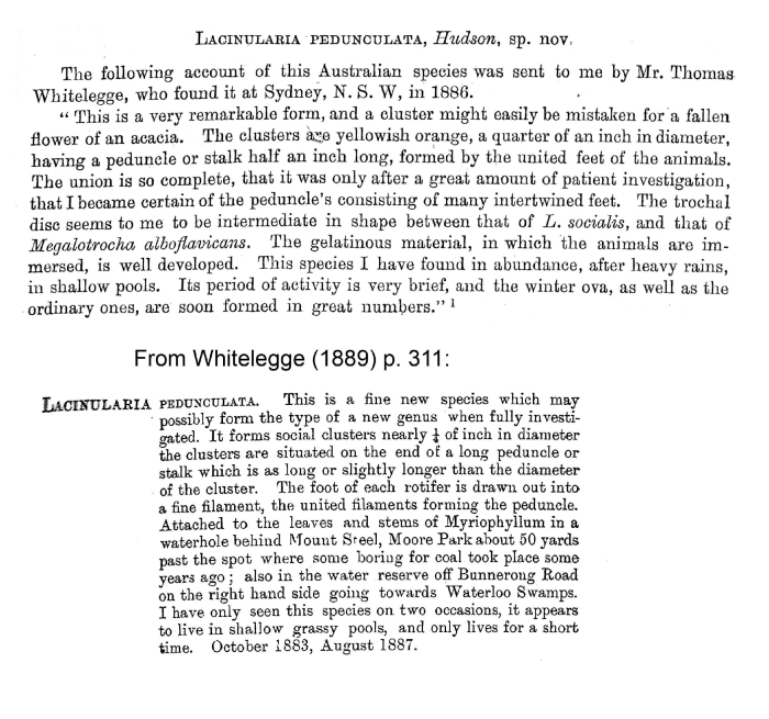 Lacinularia pedunculata - Original description image
