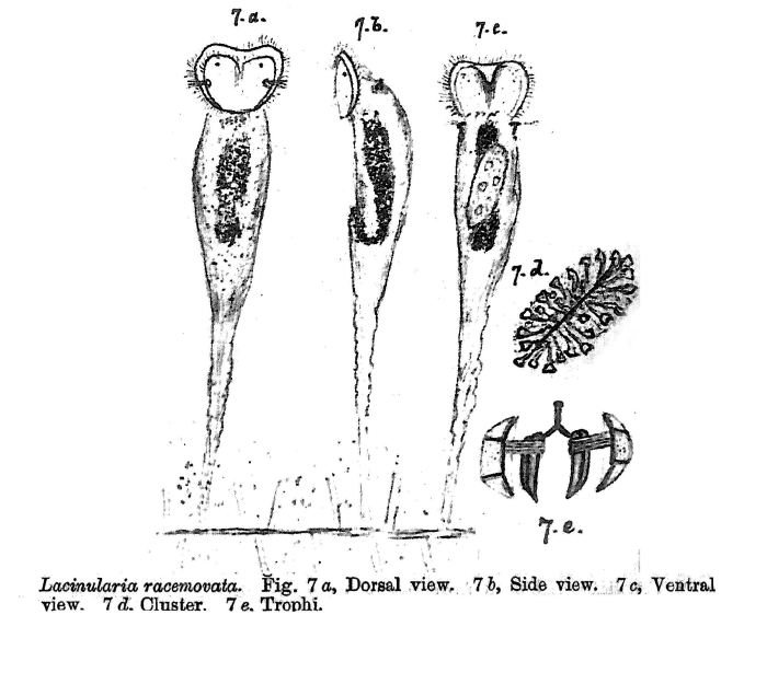 Lacinularia racemovata - Original description image