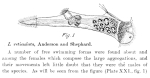 Lacinularia reticulata
