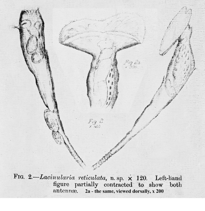 Lacinularia reticulata - Original description image