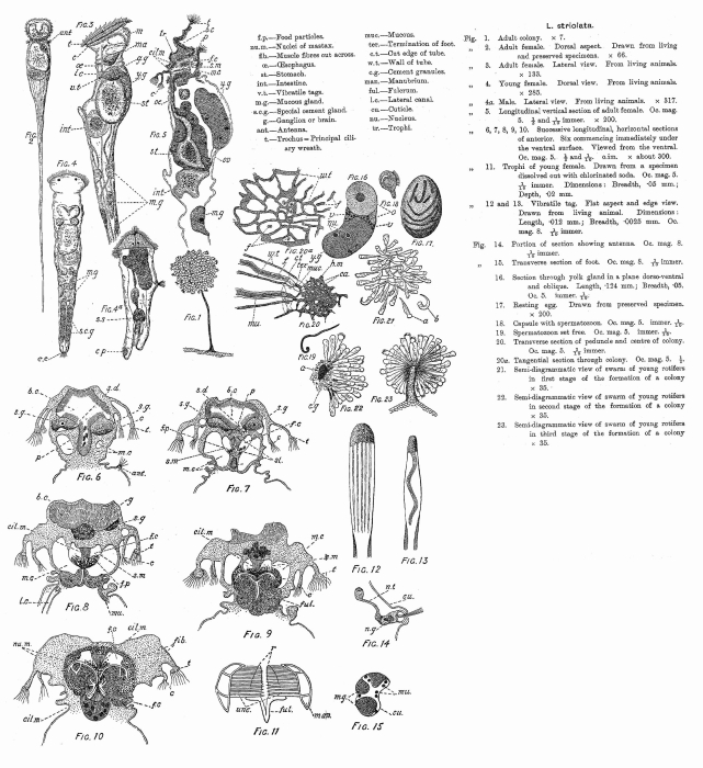 Lacinularia striolata - Original description image