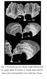 Lacinularoides coloniensis