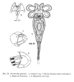 Lacinularoides coloniensis