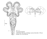 Lacinularoides coloniensis