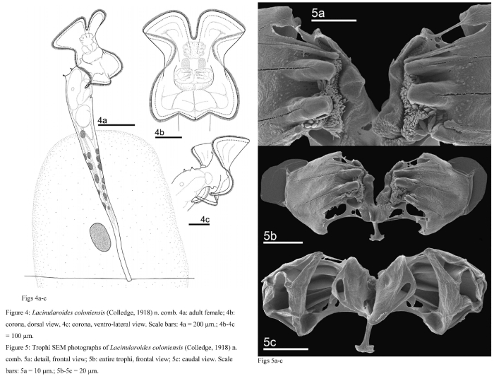Lacinularoides coloniensis Lacinularoides coloniensis