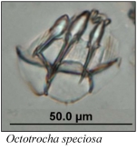 Lacinularoides coloniensis