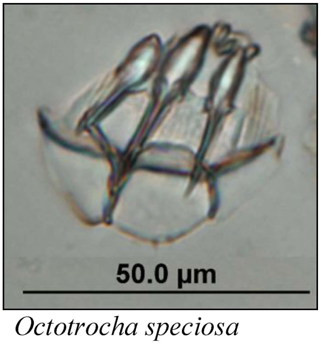Lacinularoides coloniensis Lacinularoides coloniensis