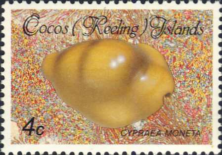 Cypraea moneta Cypraea moneta