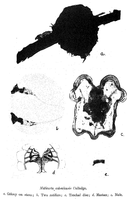 Lacinularoides coloniensis - Original description image