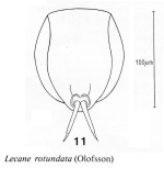 Lecane abanica