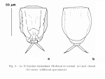 Lecane abanica