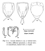Lecane abanica
