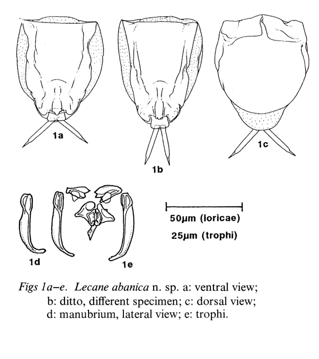 Lecane abanica Lecane abanica