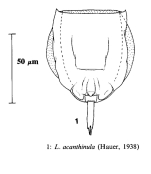 Lecane acanthinula
