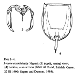 Lecane acanthinula