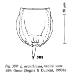 Lecane acanthinula
