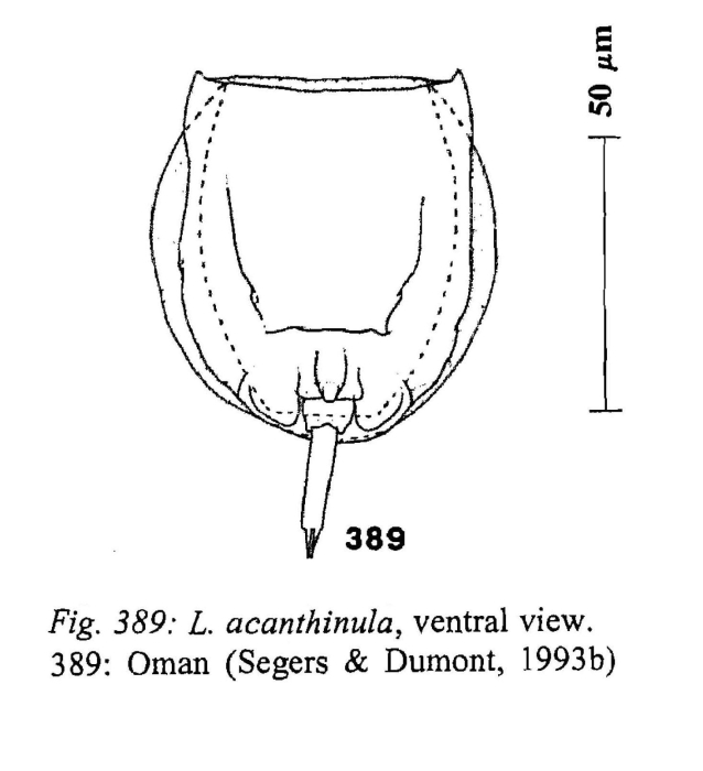 Lecane acanthinula Lecane acanthinula