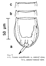 Lecane acanthinula