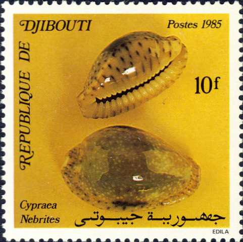 Cypraea nebrites Cypraea nebrites