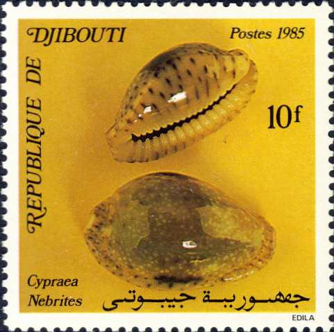 Cypraea nebrites