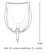 Lecane acanthinula