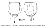 Lecane acanthinula