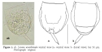Lecane acanthinula