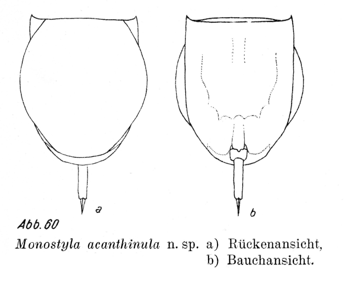 Lecane acanthinula - Original description image