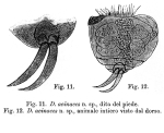 Lecane acinaces