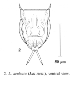 Lecane aculeata