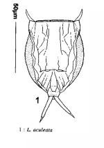 Lecane aculeata