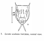 Lecane aculeata