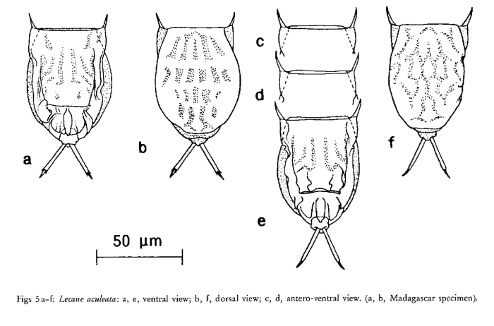 Lecane aculeata Lecane aculeata