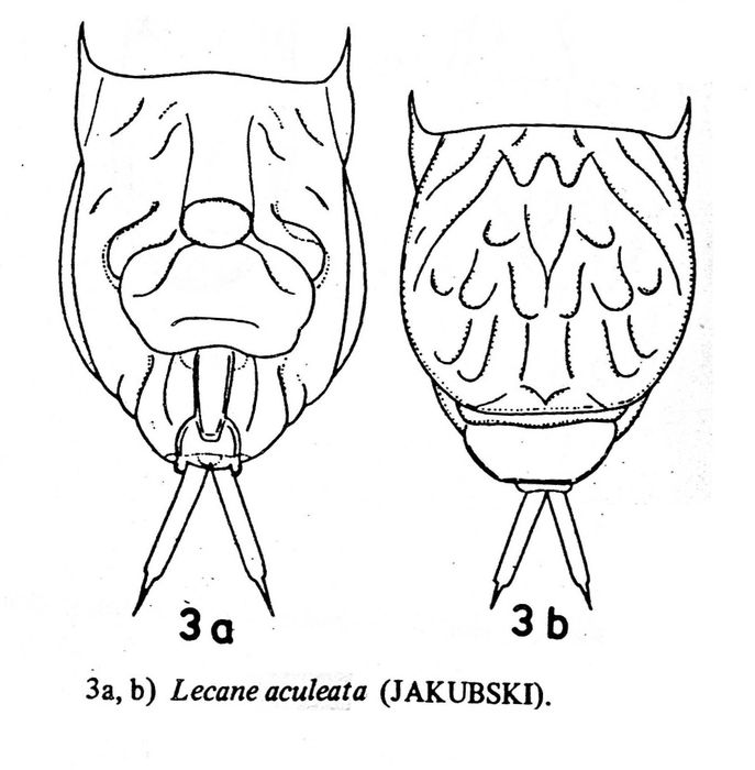 Lecane aculeata Lecane aculeata