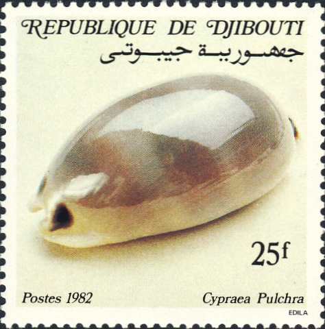 Cypraea pulchra Cypraea pulchra