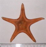 Pseudarchaster parelii (Düben & Koren, 1846) 