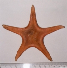 Pseudarchaster parelii (Düben & Koren, 1846) 