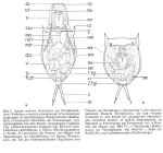 Lecane aculeata