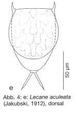 Lecane aculeata