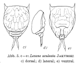 Lecane aculeata