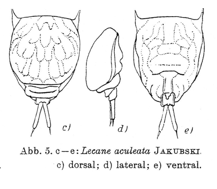 Lecane aculeata