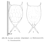 Lecane aculeata