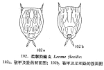 Lecane aculeata