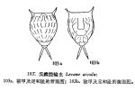 Lecane aculeata