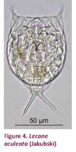 Lecane aculeata