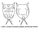 Lecane aculeata