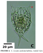 Lecane aculeata