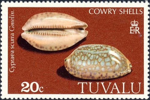 Cypraea scurra